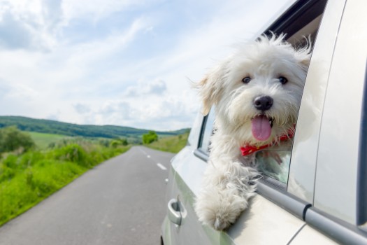Traveling Instagram Dog Names Ideas