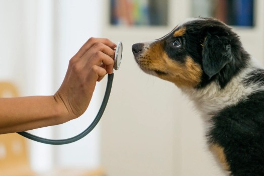 When to Consult a Vet if Your Dog Doesn’t Bark