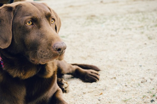 Why don’t Puppies leave Old Dogs Alone