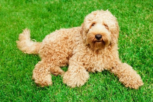 15 Labradoodle Names Based On Their Personalities