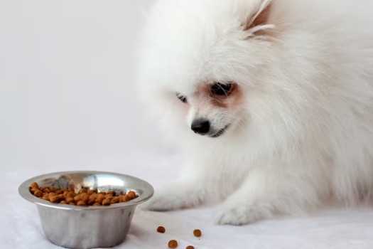 22 Food Related Pomeranian Names