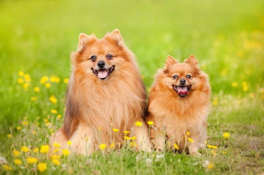22 Pomeranian Names Inspired By Size