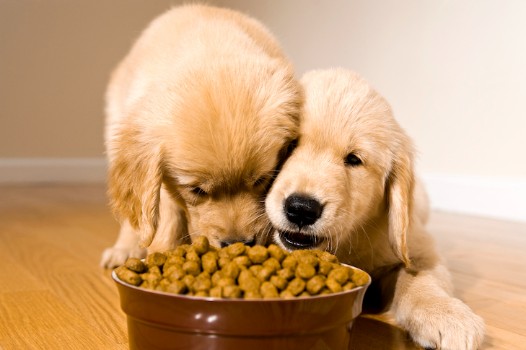 26 Food-Related Name Ideas For Puppies