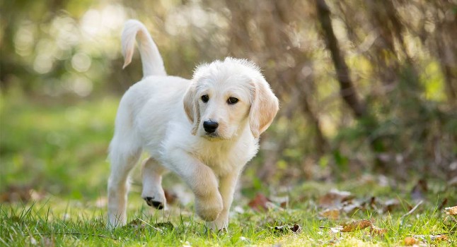 30 Labradoodle Names Based On Color