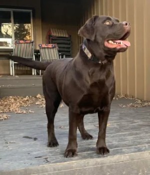 Chocolate Labrador Names Female