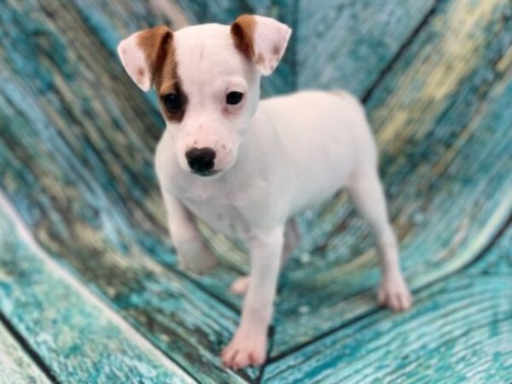 Color Inspired Dog Name Ideas For Jack Russell