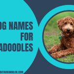 Dog Names For Labradoodles
