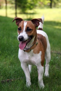 Female Dog Names For Jack Russell