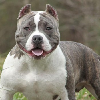 Food-Related Name Ideas For American Bully