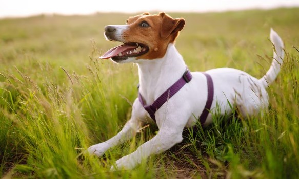 Foodies Dog Name Ideas For Jack Russell