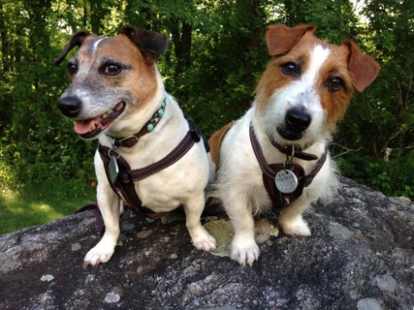 Funny Dog Names Ideas For Jack Russell