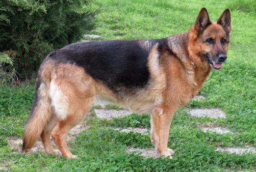 German Shepherd Dog Names Inspired By Coat Color