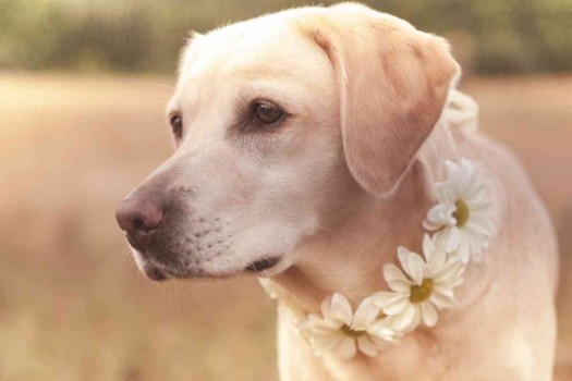 Human-Like Names For Labrador Retriever Female