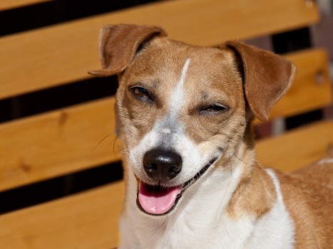 Intellectual Jack Russell Name Ideas