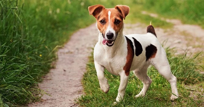 Male Dog Names For Jack Russell