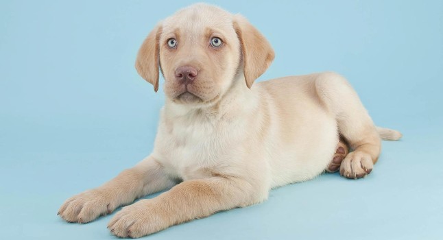 Names For Yellow Labs Male