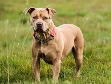 Nature-Inspired Dog Name Ideas For American Bully
