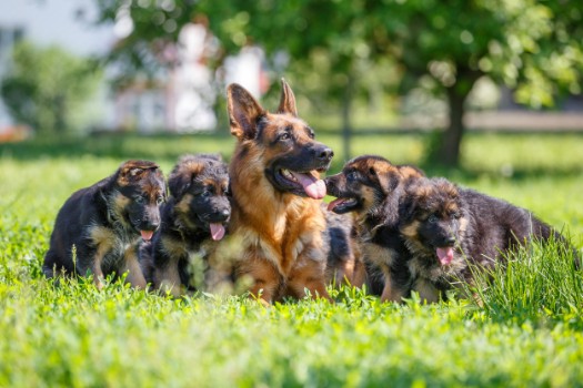 Nature-Inspired German Shepherd Dog Names
