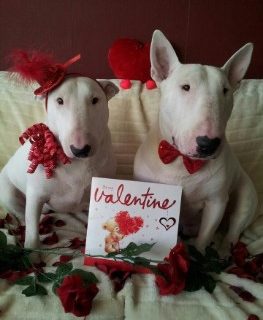 Romantic Couple Dog Name Ideas For Valentine’s Day