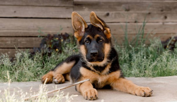 Sweet Dog Names For German Shepherd Puppies