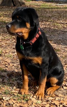 Breed Size Based Names For Rottweilers