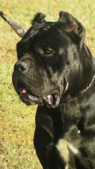Cane Corso Names Related To Different Cultures