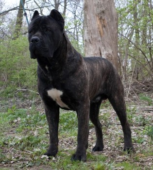 Character Names For Your Beloved Cane Corso