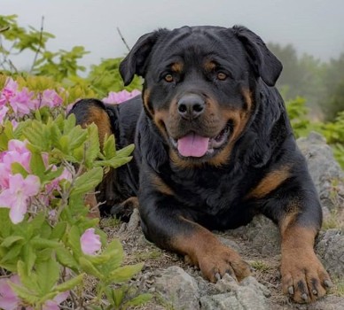 Coat Color Based Names For Rottweilers