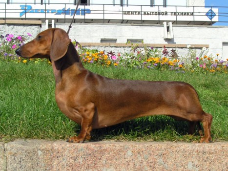 German Dachshund Names For Sausage Dogs