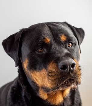 German Dog Names For Rottweilers