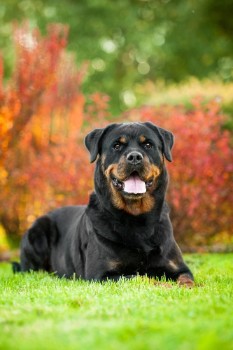 Nature-Inspired Names For Rottweilers