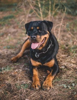 Rottweilers Names From Other Cultures & Languages