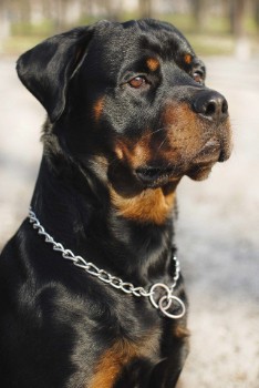Strong & Powerful Rottweiler Names