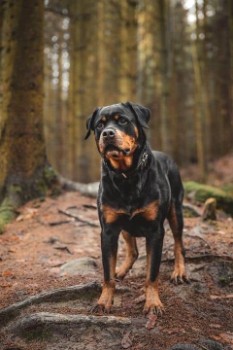 Tech & Social Media Inspired Rottweiler Names
