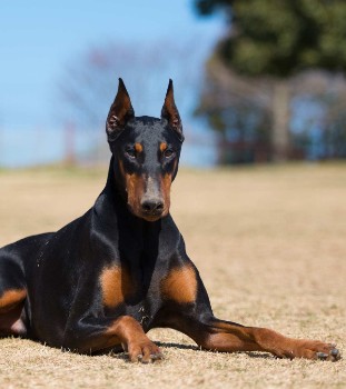 Tough Dog Names That Shows Strength Or Power